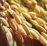 U8国际集团服务流程示意图，展示集采、分级、冷链和出口环节