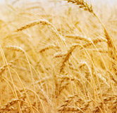 联系我们U8国际集团股份有限公司，获取跨境农产品供应链解决方案