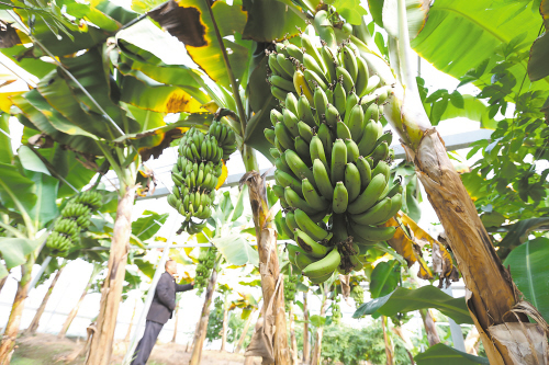 首批售罄第二批将上市！五指山金香玉蜜瓜成“金果果”(图1)