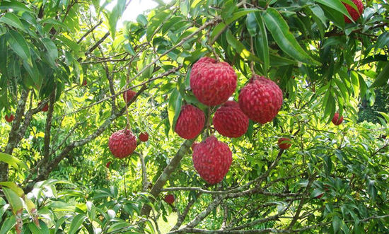 热带水果扎根江苏！句容小伙在当地首次种植出百香果(图1)