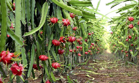 海口菜篮子江楠市场迎来首批马来西亚直供榴莲实地考察直采果味“鲜达”椰城(图1)