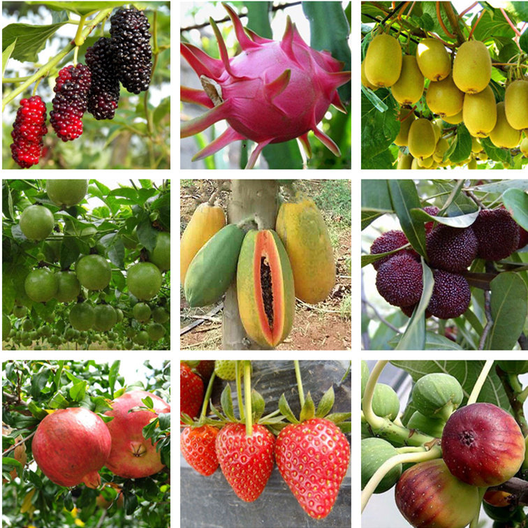 从电商专业学生到创业者：李达成的文昌鸡传奇(图1)