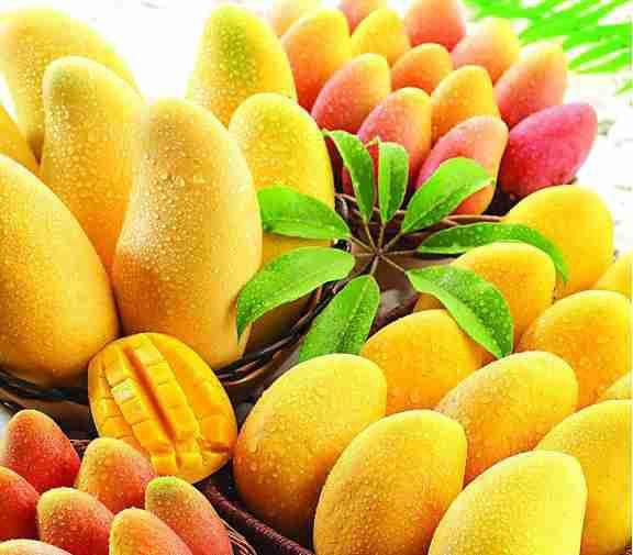 咖啡及热带水果试验示范与旅游观光基地在上海揭牌(图1)