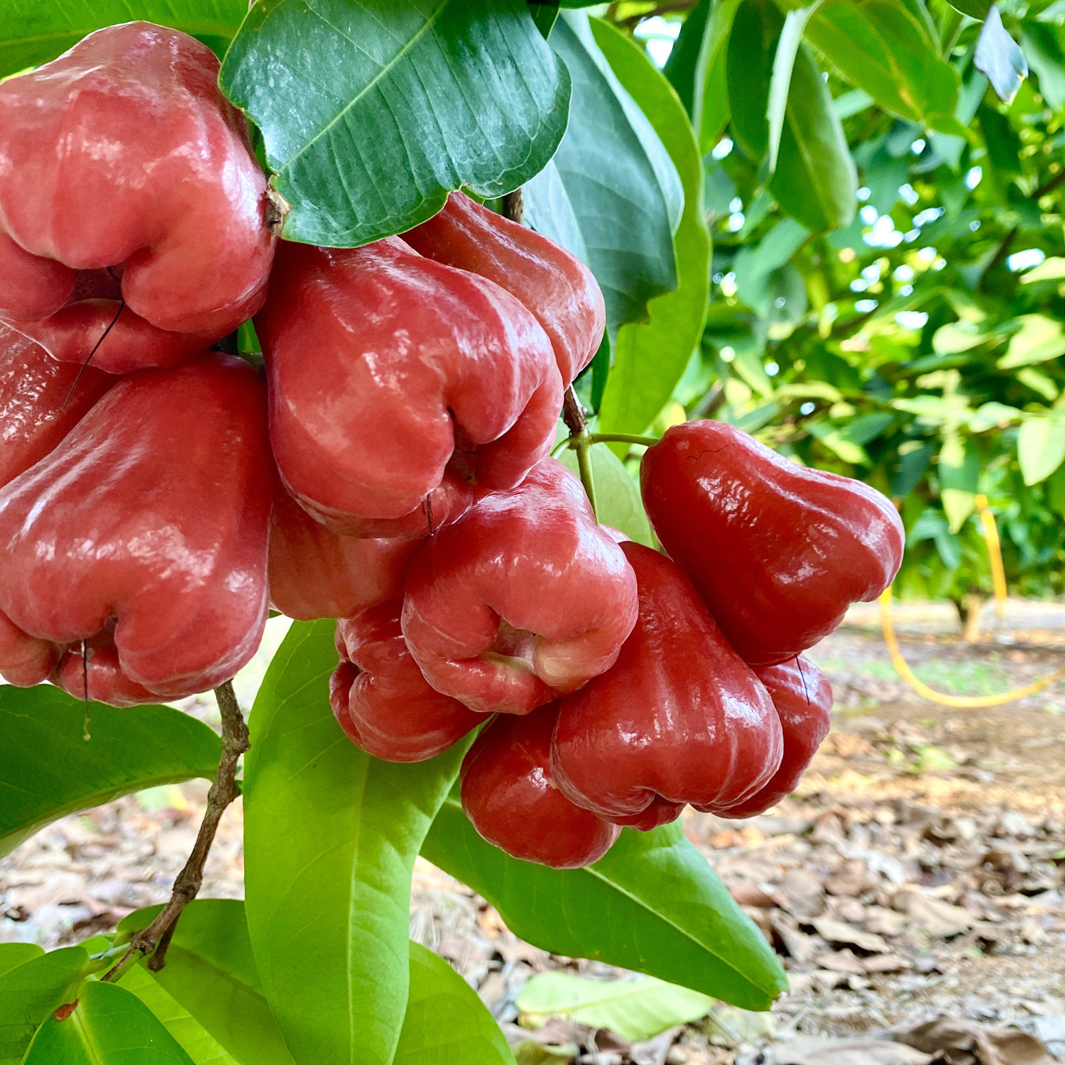 春节来弥勒这里必逛!(图1)