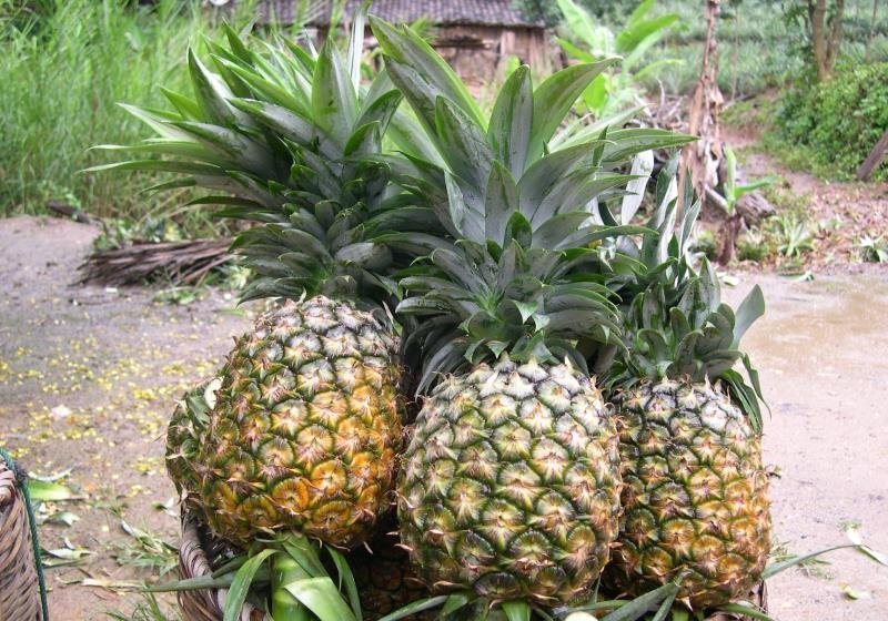 2026年吕巷春节活动：热闹非凡欢乐迎新春(图1)