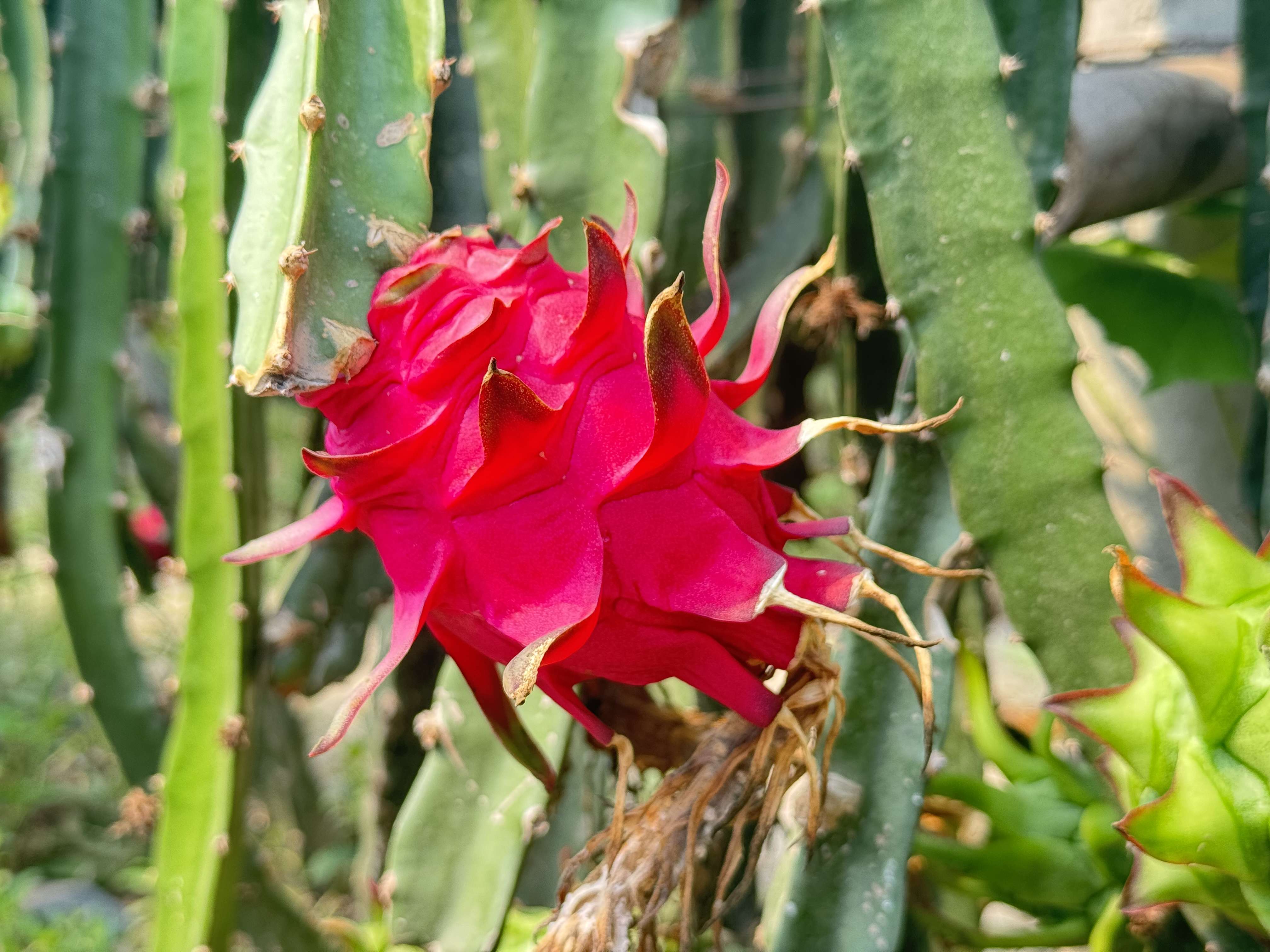 龙腾马跃海南春节游玩攻略大揭秘！(图1)