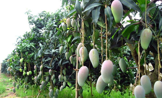 福州4家科技小院入选第八批省科技小院(图1)