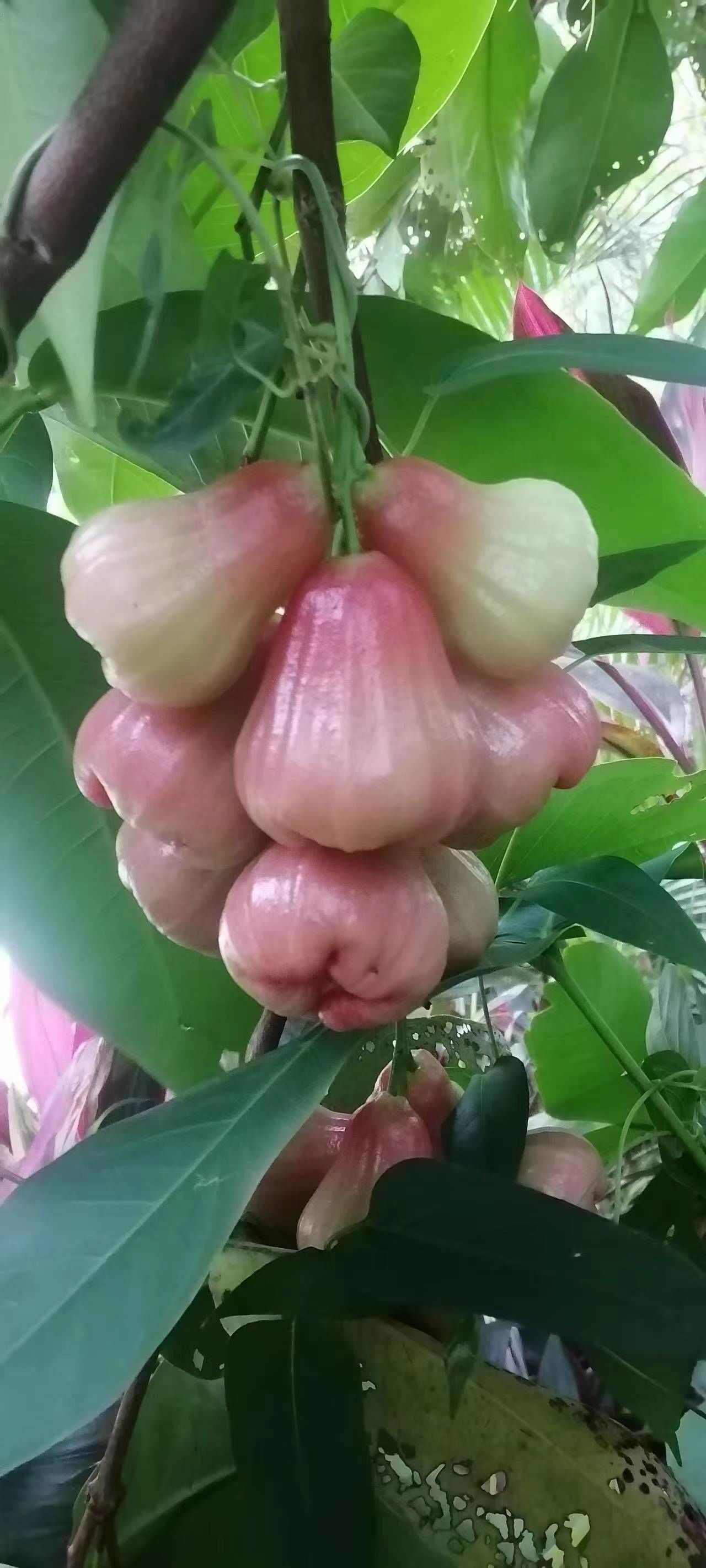 香飘飘：公司积极重视海外市场的开拓(图1)