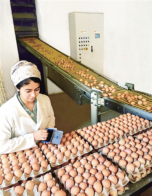 临夏县：“牛壮菜绿”双轮驱动特色产业撬动乡村振兴(图1)