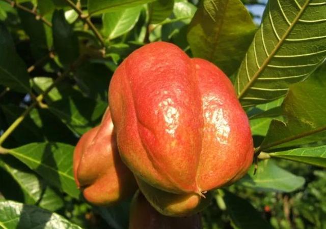 加码园区载体建设推动加工贸易提档升级(图1)