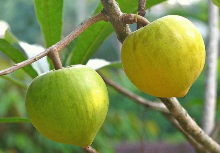 新加坡商人吕文扬引种杜果记(图1)