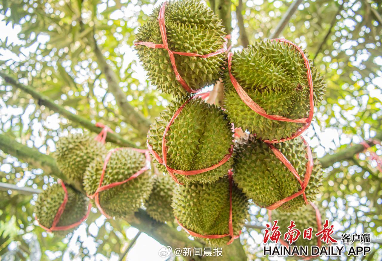 热带水果保鲜技术出海发明专利优化长途运输保鲜工艺(图1)